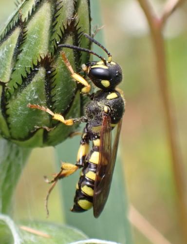 Cerceris arenaria